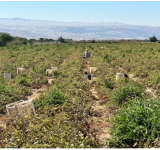 Workers on the lowest ground: The challenges for both the Egyptian migrants in the Jordan Valley and for the Jordanian  civic space